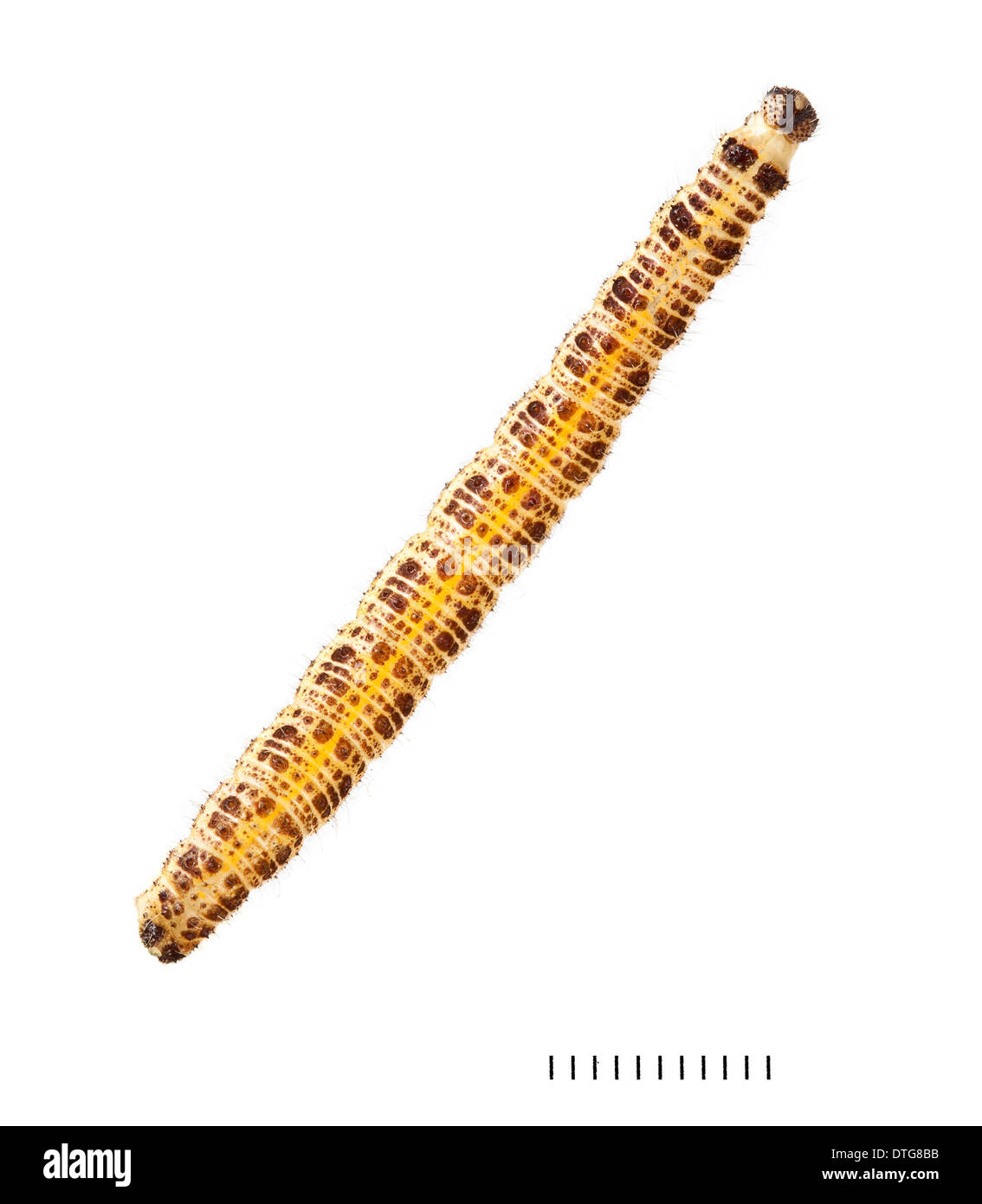 Sarcococca Brassicae, Large White larva Foto Stock