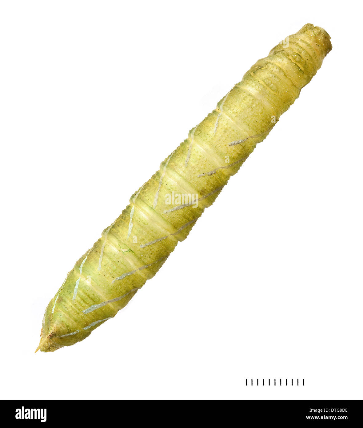 Laothoe populi, pioppo Hawkmoth larva Foto Stock