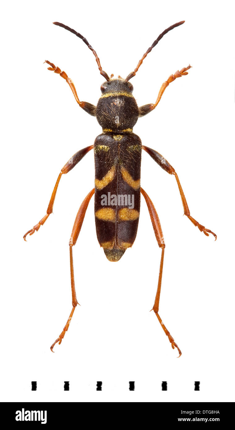 Clytus arietis, Wasp beetle Foto Stock
