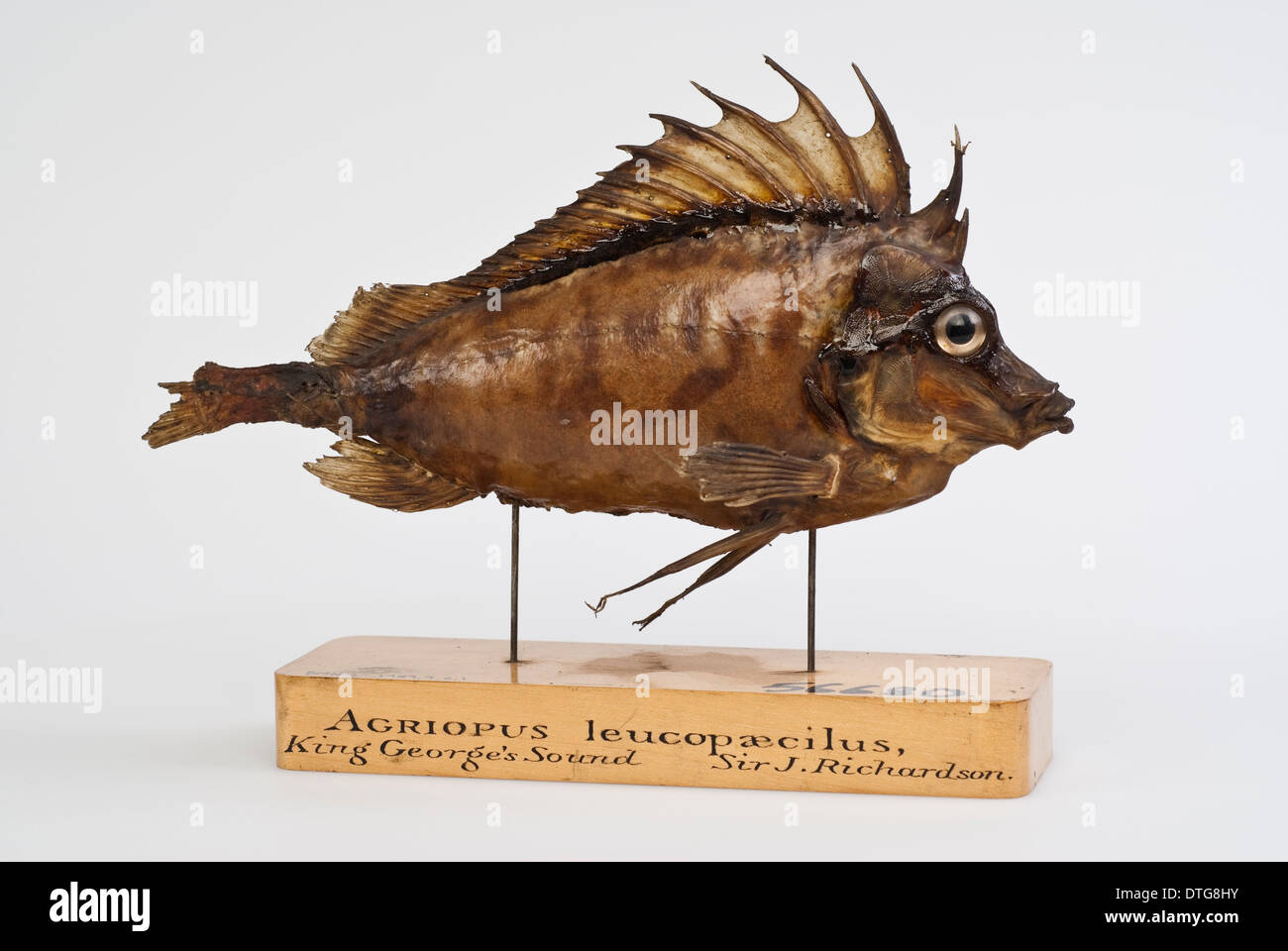 Pigfish meridionale, Congiopodus leucopaecilus (originariamente Agriopus leucopaecilus) Foto Stock