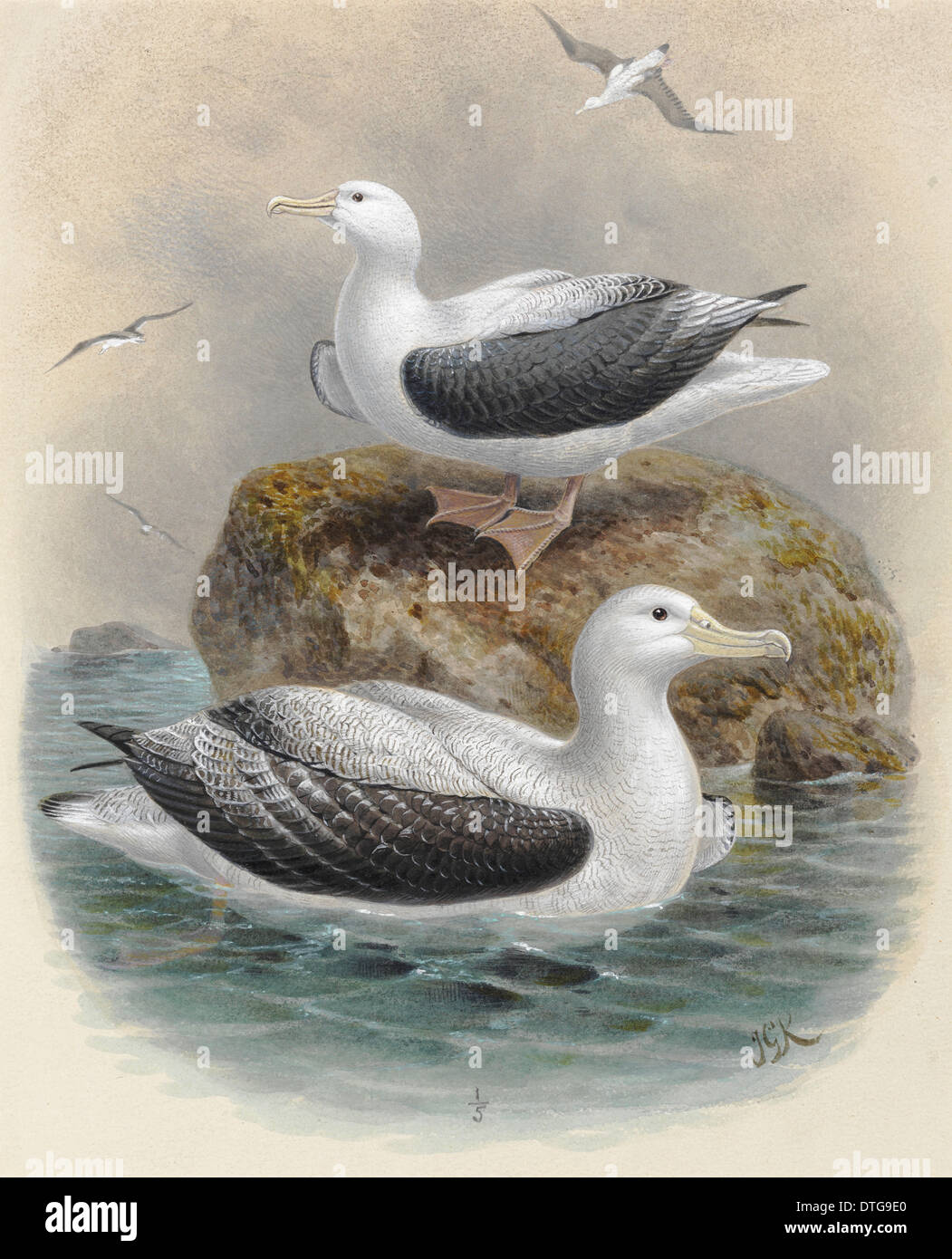 Northern Royal Albatros 'Toroa', Diomedea sanfordi. Antipodean Albatros 'Toroa', Diomedea antipodensis Foto Stock