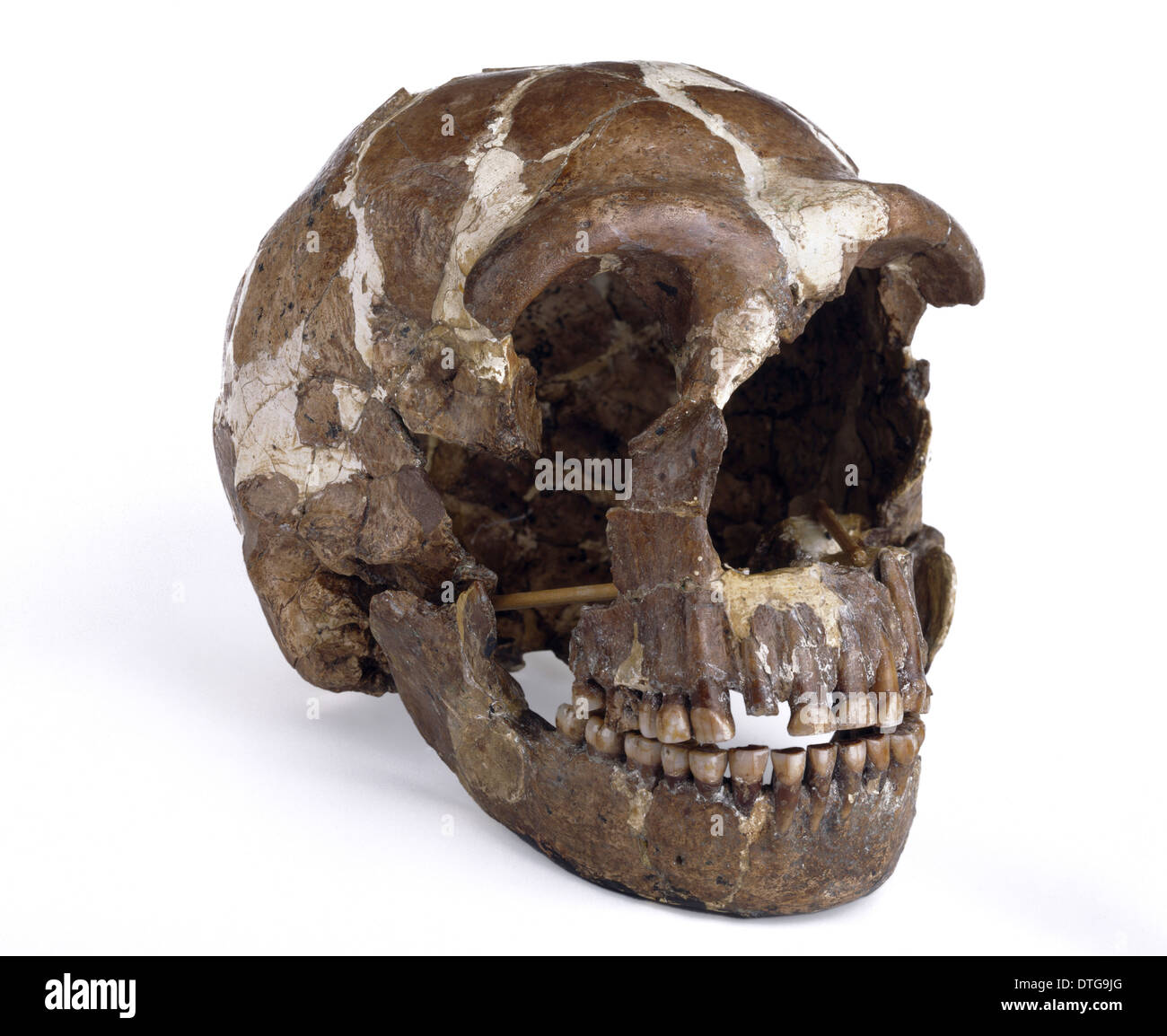 Homo neanderthalensis cranio (Tabun 1) Foto Stock