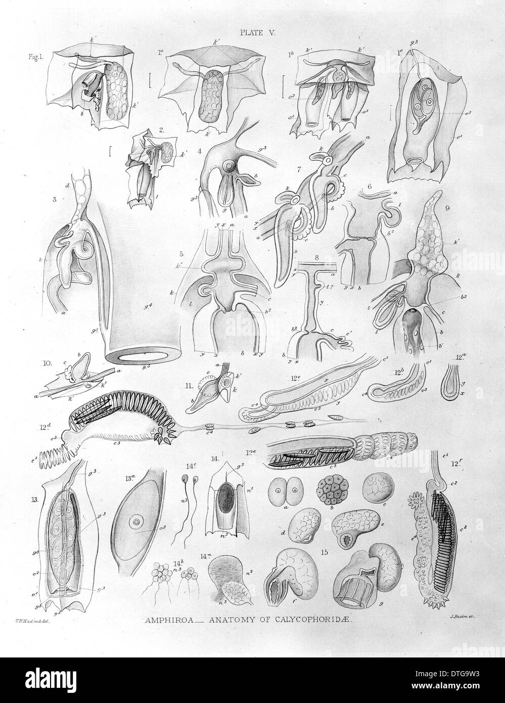 Amphiroa - Anatomia di calycophoridae Foto Stock
