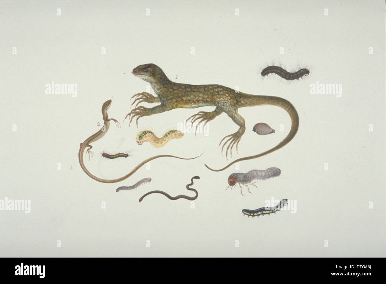 Piastra 100 da John Reeves Collection (Zoologia) Foto Stock