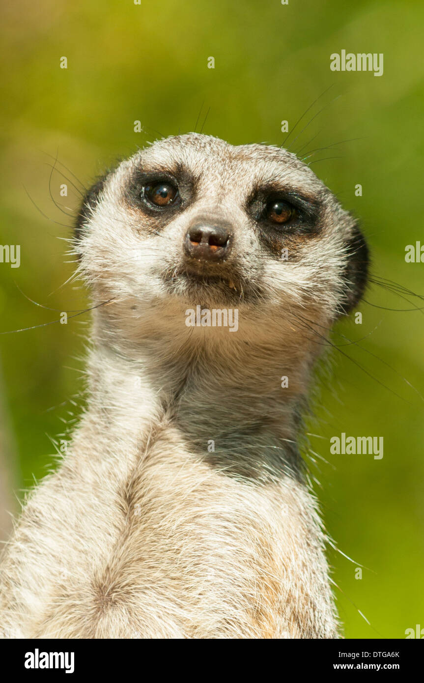 Meerkat presso lo Zoo di Melbourne, Melbourne, Victoria, Australia Foto Stock