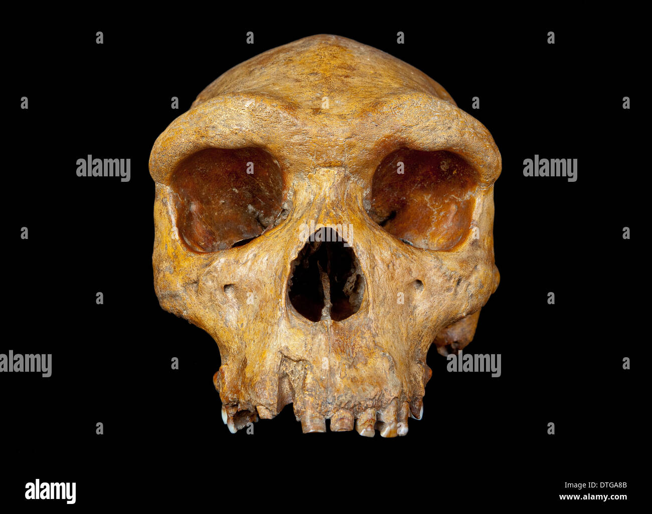 Broken Hill cranio, Homo Heidelbergensis. Foto Stock