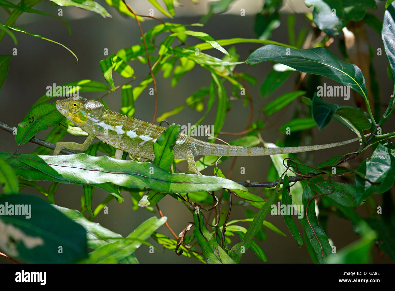 Panther Chameleon, giovane, Madagascar / (Furcifer pardalis) Foto Stock
