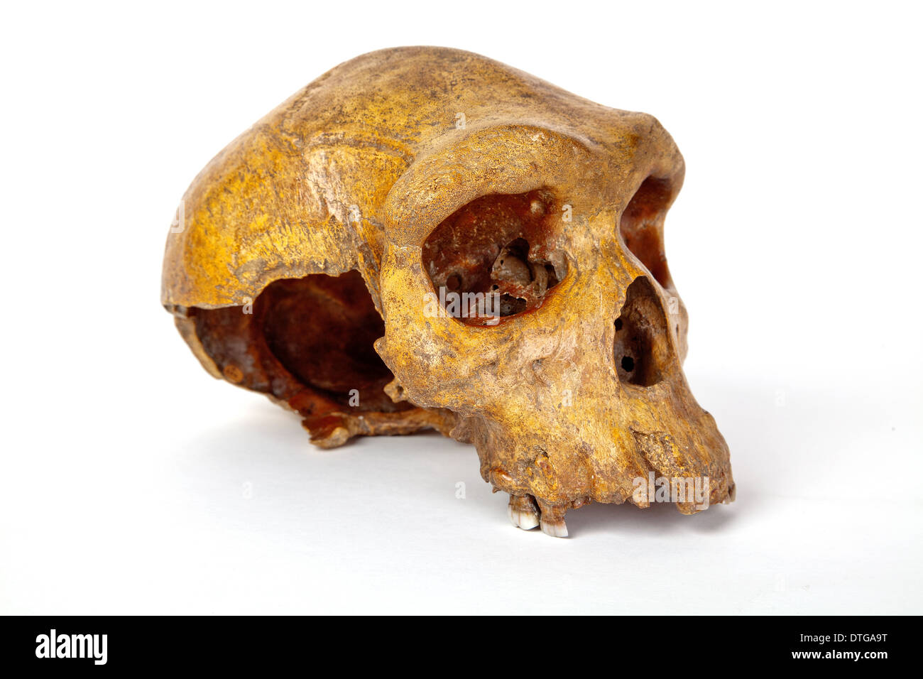 Broken Hill cranio, Homo Heidelbergensis. Foto Stock