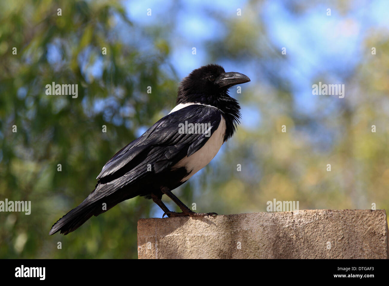Pied Crow, Berenty Riserva, Madagascar / (Corvus albus) Foto Stock