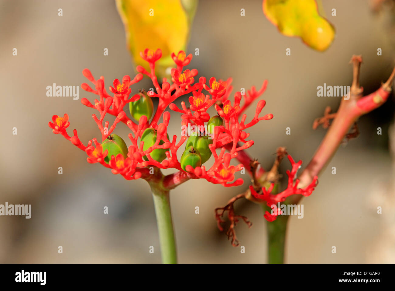 La Jatropha, Nosy Komba, Madagascar / (Jatropha podagrica) Foto Stock