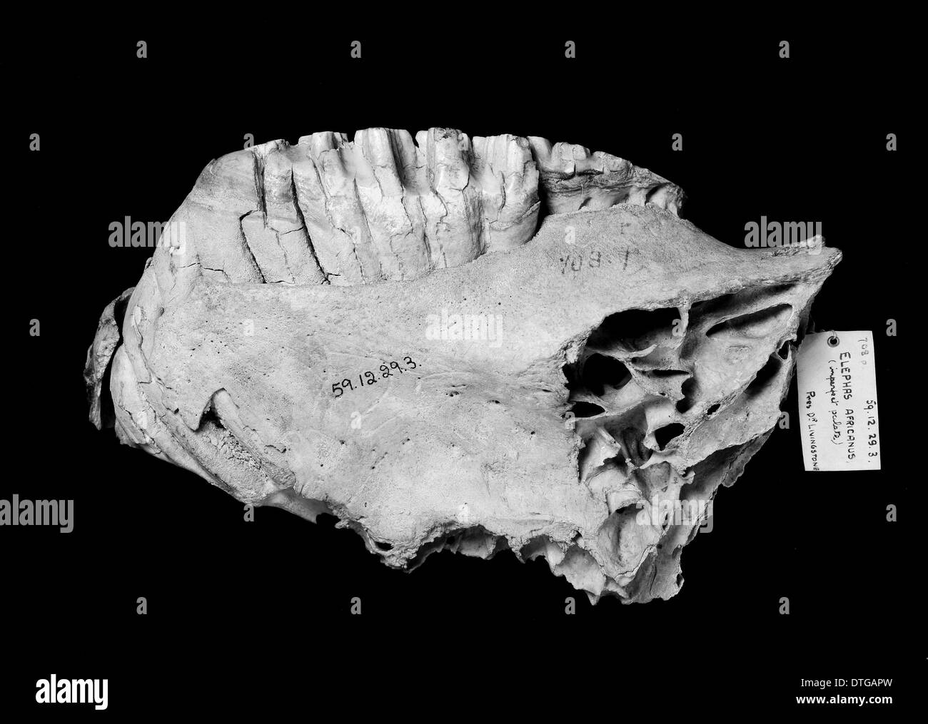 Loxodonta africana, dell' elefante africano Foto Stock