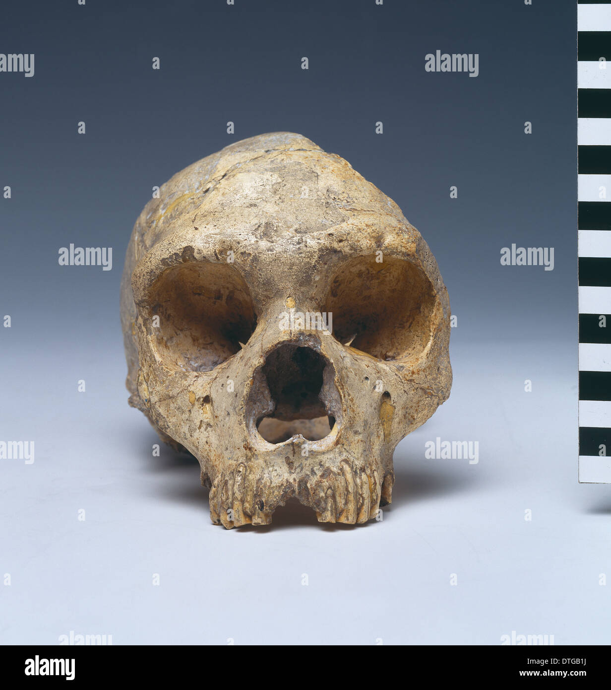 Homo neanderthalensis (calpicus) cranio (Gibilterra 1) Foto Stock
