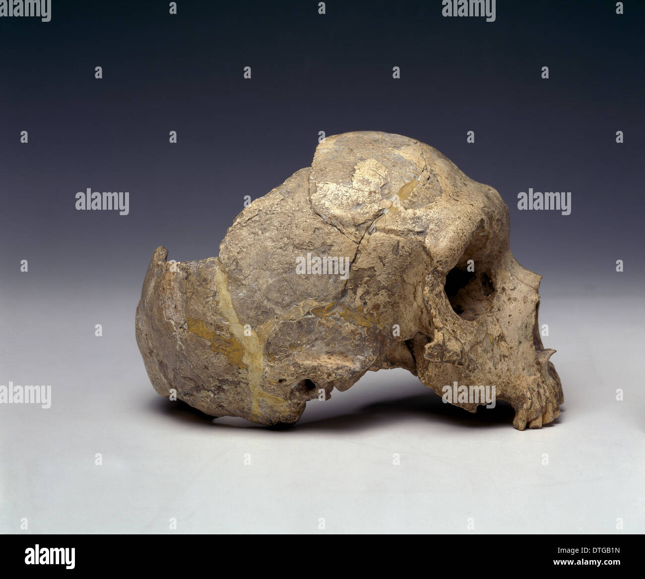 Homo neanderthalensis (calpicus) cranio (Gibilterra 1) Foto Stock