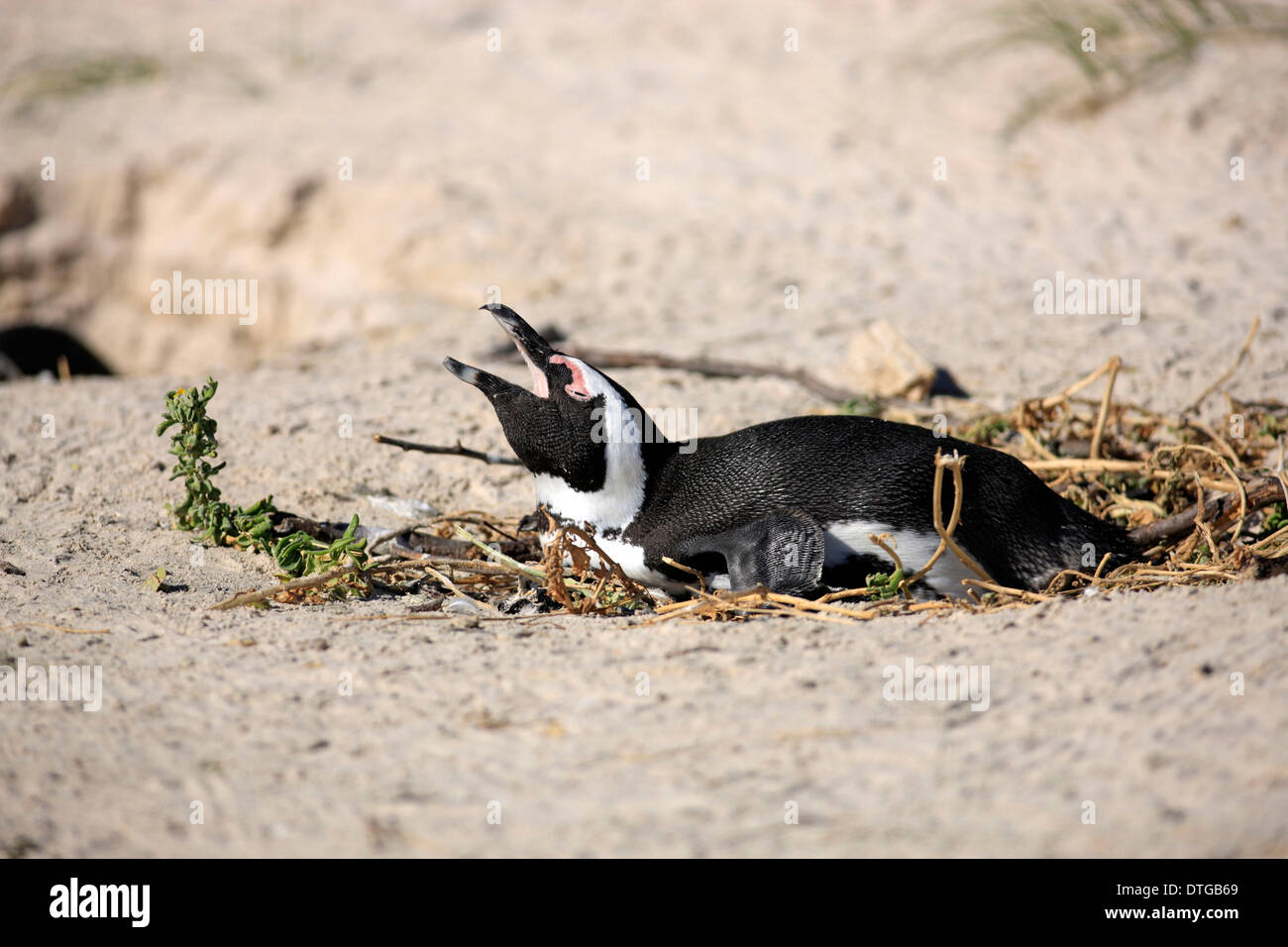 Jackass Penguin, Boulder, Simon's Town, Western Cape, Sud Africa / (Spheniscus demersus) Foto Stock