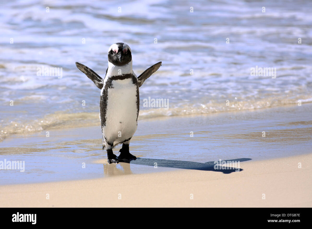 Jackass Penguin, Boulder, Simon's Town, Western Cape, Sud Africa / (Spheniscus demersus) Foto Stock