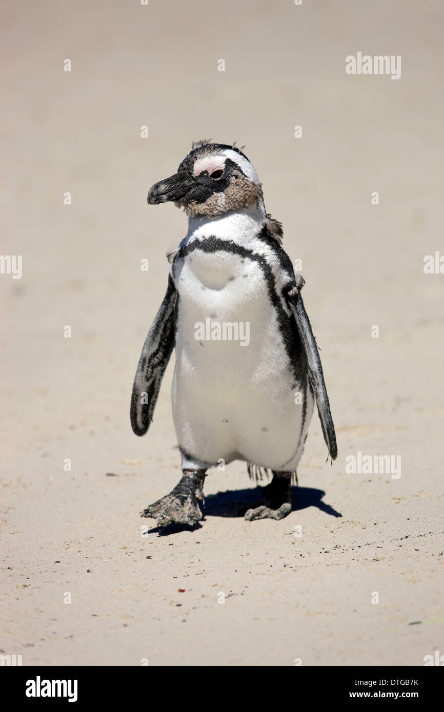 Jackass Penguin, Boulder, Simon's Town, Western Cape, Sud Africa / (Spheniscus demersus) Foto Stock