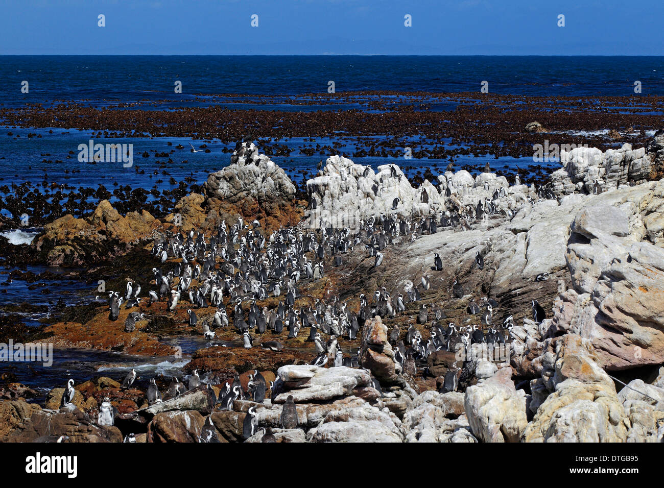 Colonia di pinguini Jackass, Betty's Bay, Western Cape, Sud Africa / (Spheniscus demersus) Foto Stock
