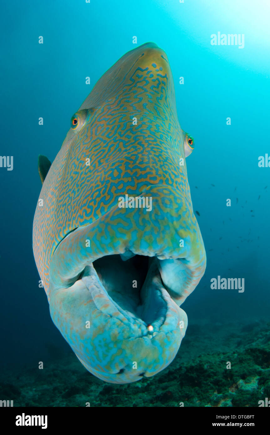 Labbra di pesce immagini e fotografie stock ad alta risoluzione - Alamy