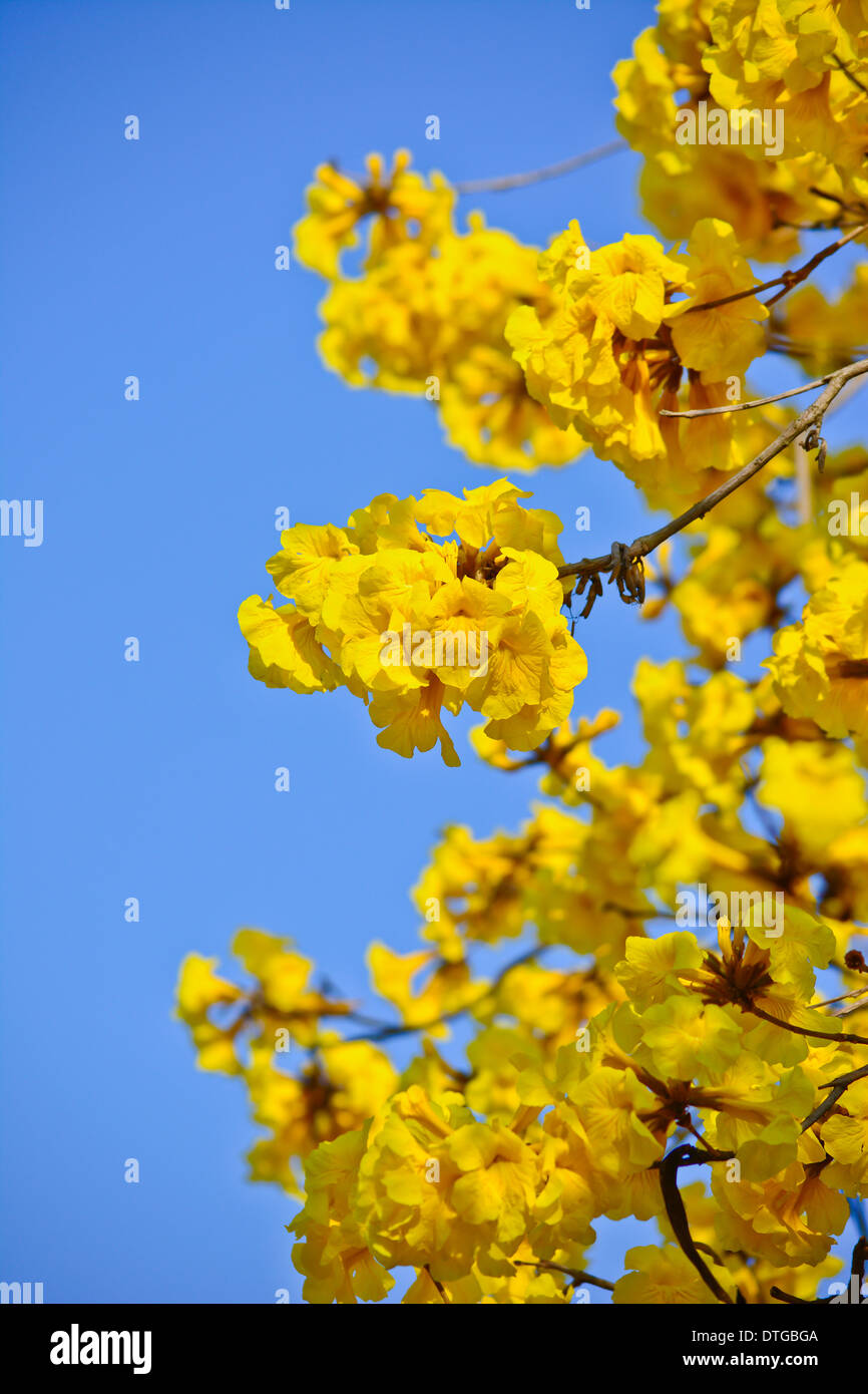 Close-up golden tree flower (giallo pui) e cielo blu nel giorno di estate Foto Stock