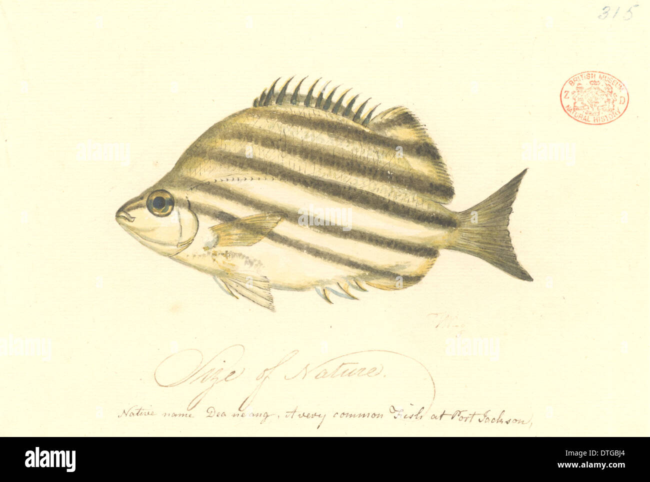 Microcanthus strigatus, punire i pesci Foto Stock