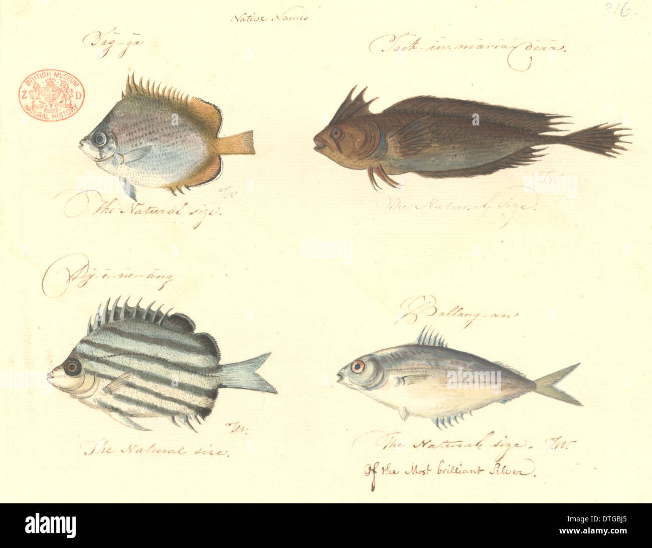 Chaetodon sp., Cristiceps aurantiacus, Microcanthus joyceae, Pseudocaranx dentex Foto Stock