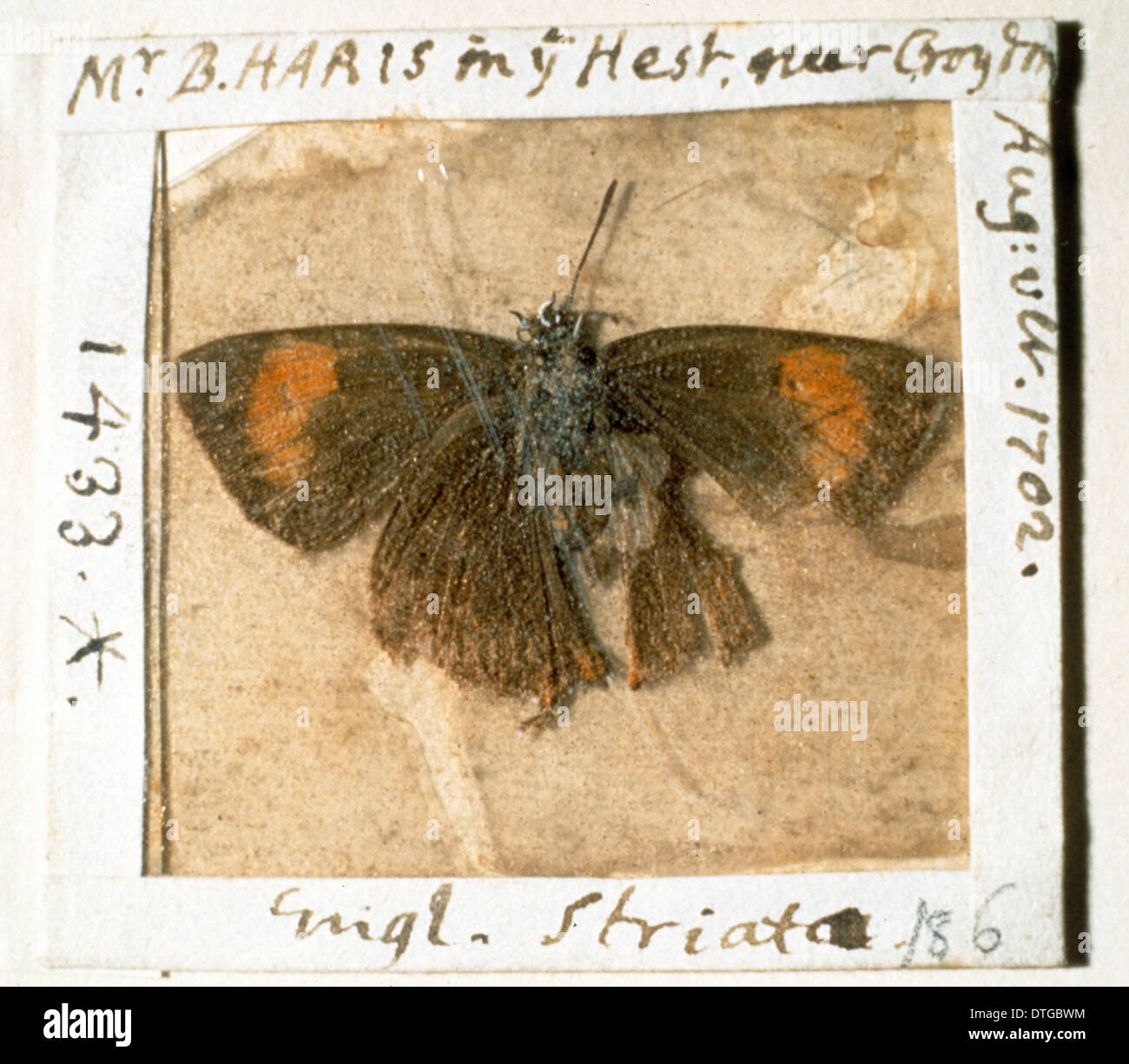 Tecla betulae, marrone hairstreak butterfly Foto Stock