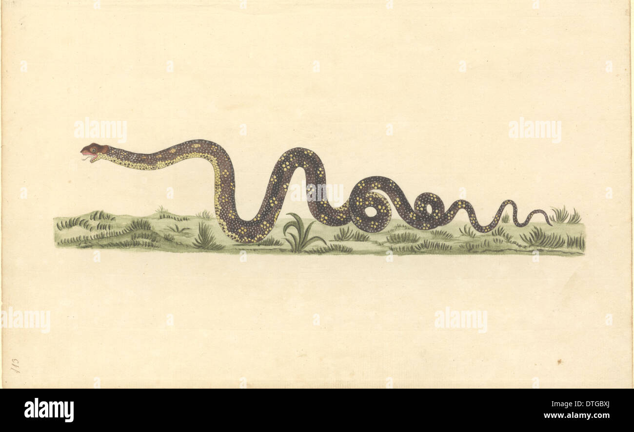 Reptilia (classe), snake Foto Stock