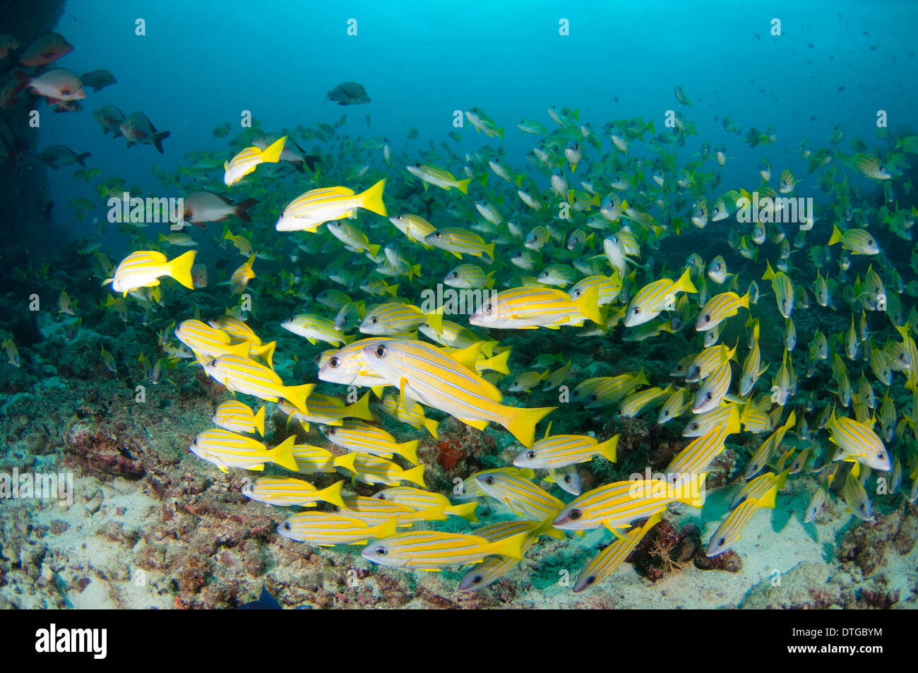 Scuola di Bluelined Snapper, Lutjanus Kasmira, Maldive Foto Stock