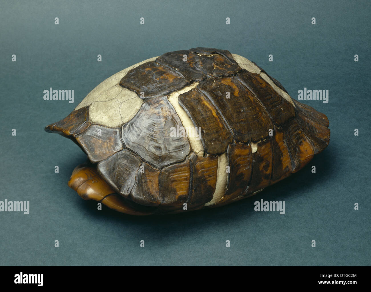 Testudo graeca, sperone-thighed tortoise Foto Stock