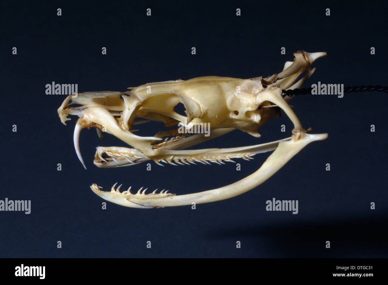 Dendroaspis angusticeps, verde mamba Foto Stock
