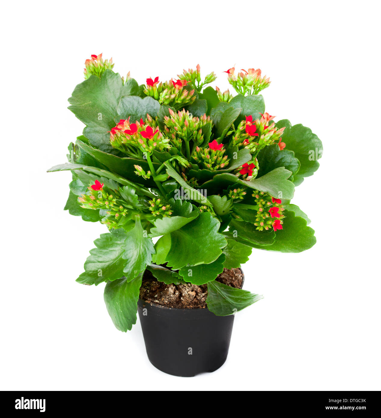 Kalanchoe fioritura delle piante in vaso su sfondo bianco Foto Stock