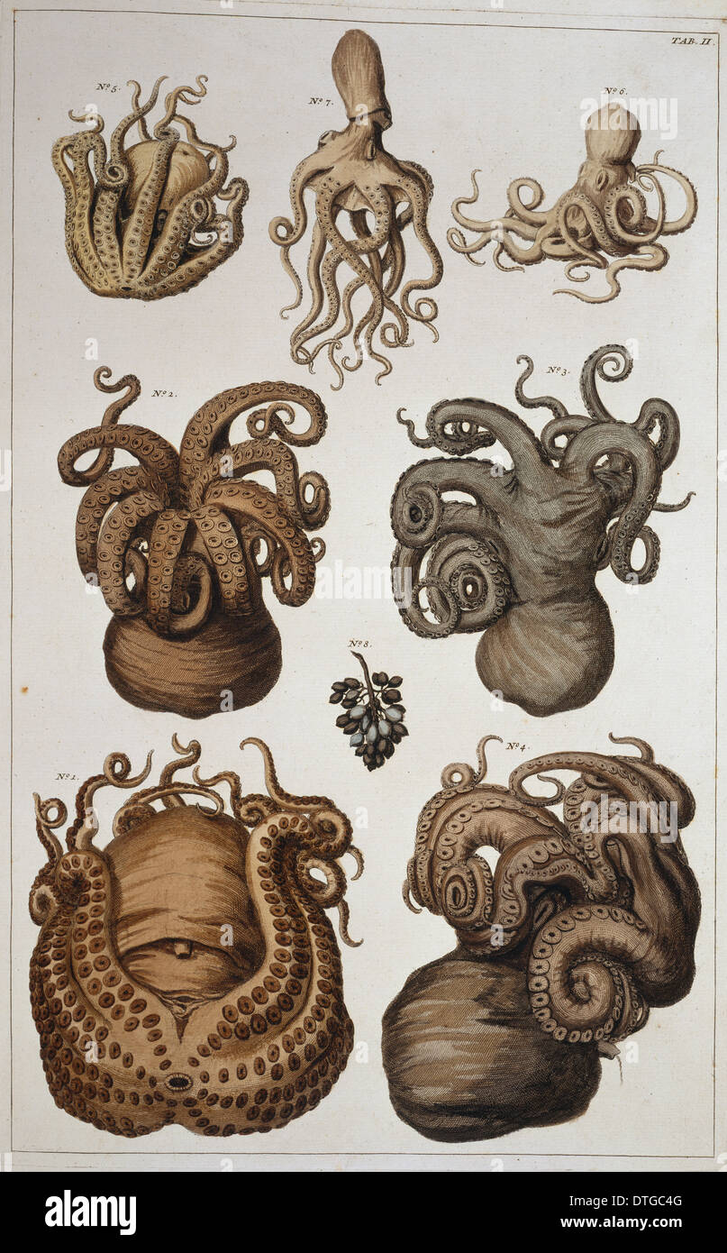 Sette calamari e polipi Foto Stock