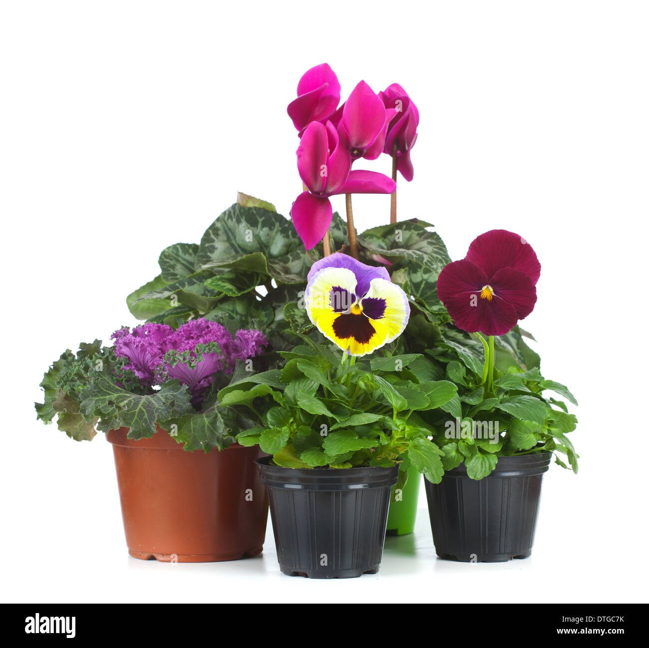 Gruppo di piantine, ornamenta cavolo, ciclamino, Kalanchoe Blossfeldiana e Pansy Foto Stock