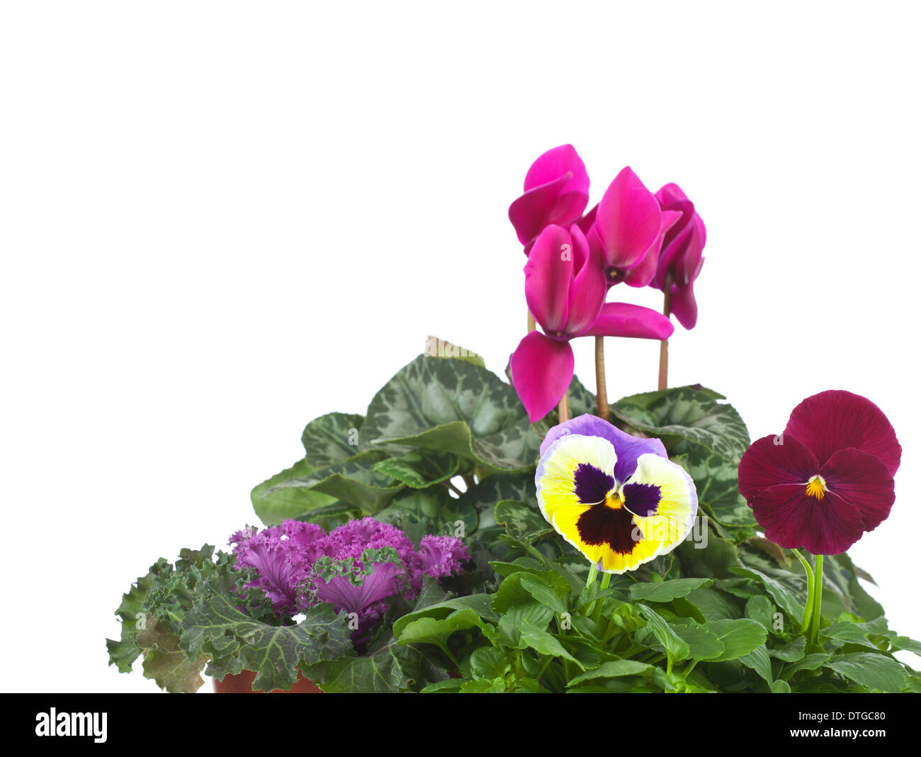 Gruppo di piantine ornamentali, cavolo, ciclamino, Kalanchoe Blossfeldiana e Pansy Foto Stock
