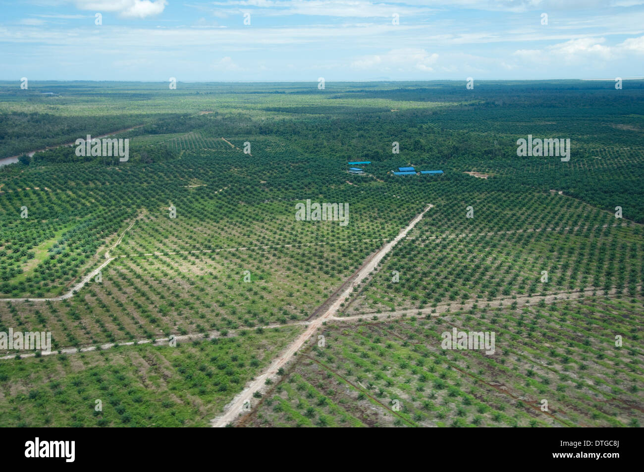 Antenna di un olio piantagione di palme, Kinabatangan, Sabah, Malaysia Foto Stock