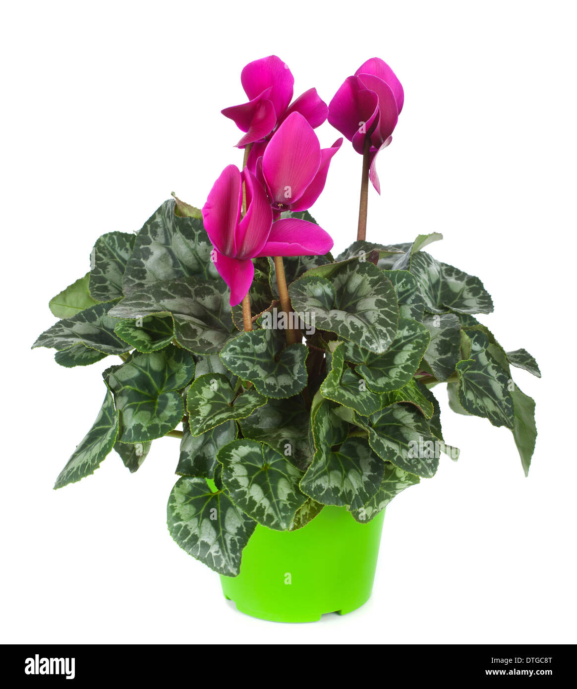 Bellissimo vaso di ciclamino isolati su sfondo bianco Foto Stock