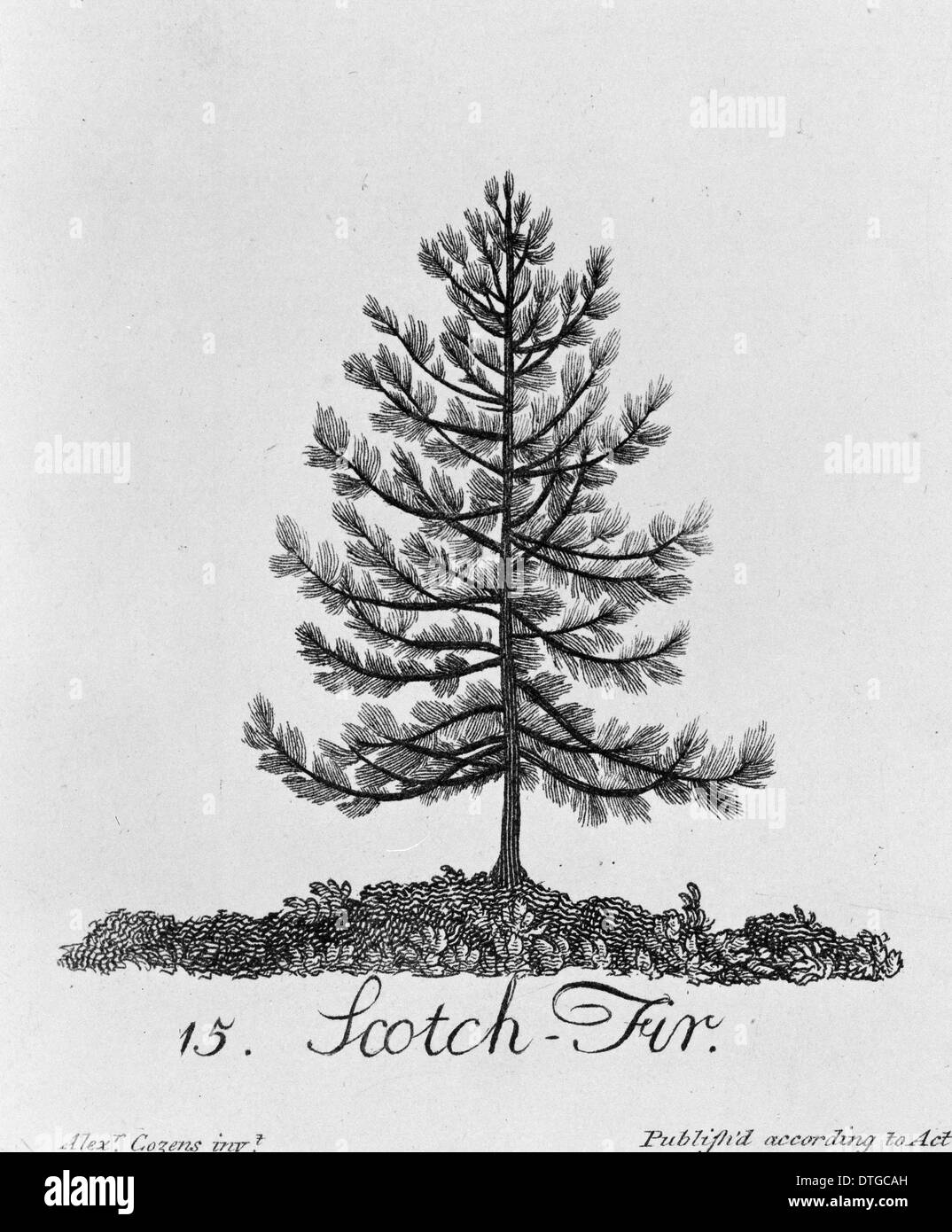 Pinus sylvestris, scotch abete Foto Stock