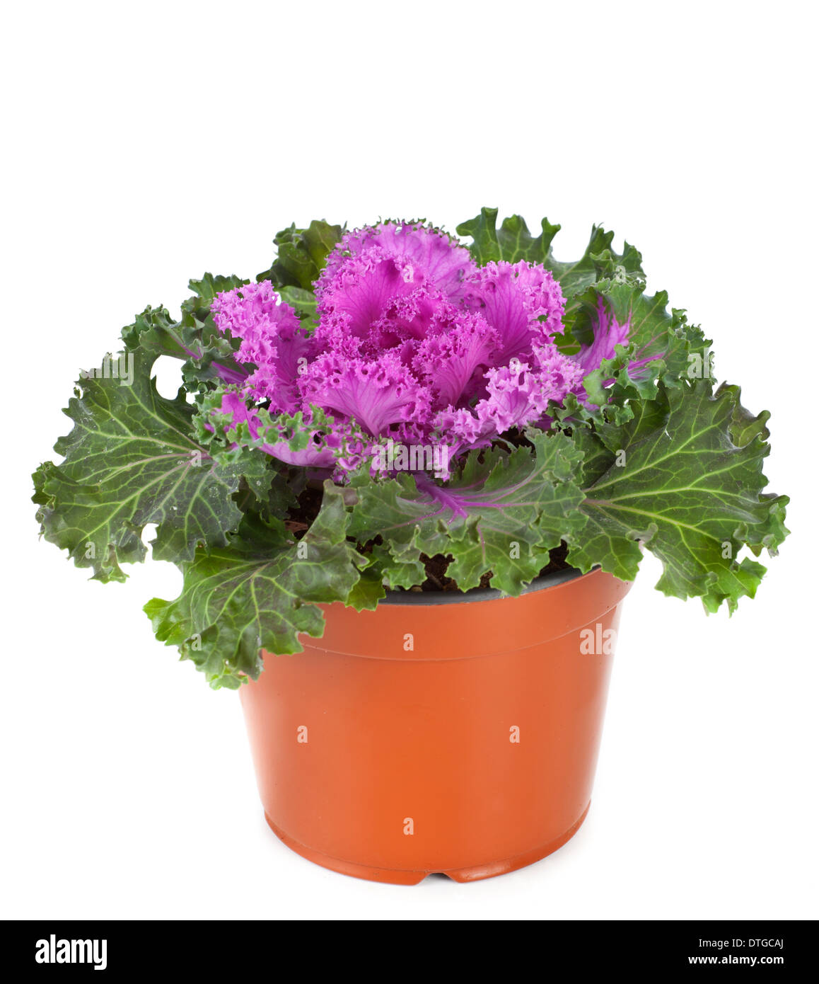 Viola ornamentali o cavolo verza in vaso di fiori su sfondo bianco Foto  stock - Alamy