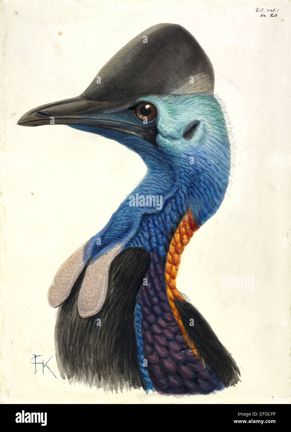 Casuario testa Foto Stock