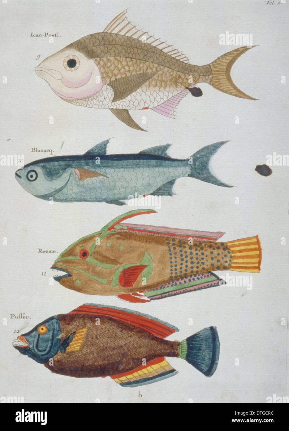 Illustrazione colorata di quattro pesci Foto Stock
