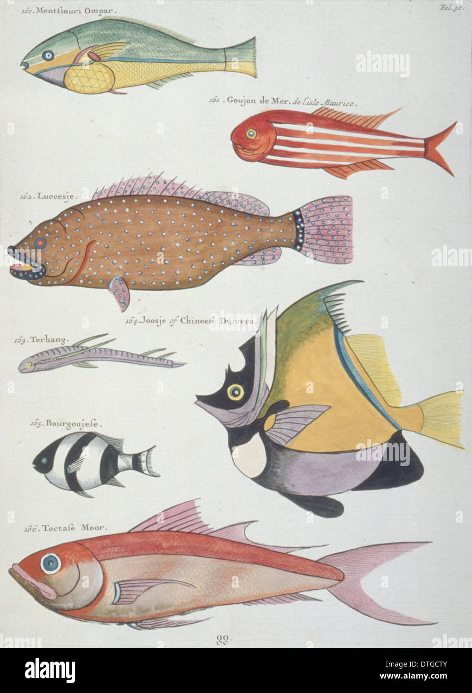 Illustrazione colorata di sette pesci Foto Stock