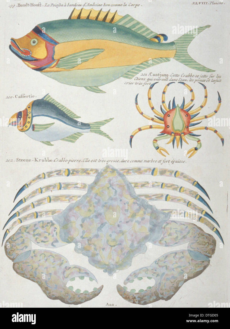 Illustrazione colorata di due pesci e due granchi Foto Stock