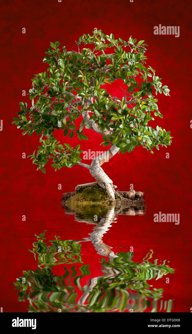 Albero di Bonsai fotografato in studio su sfondo rosso Foto Stock