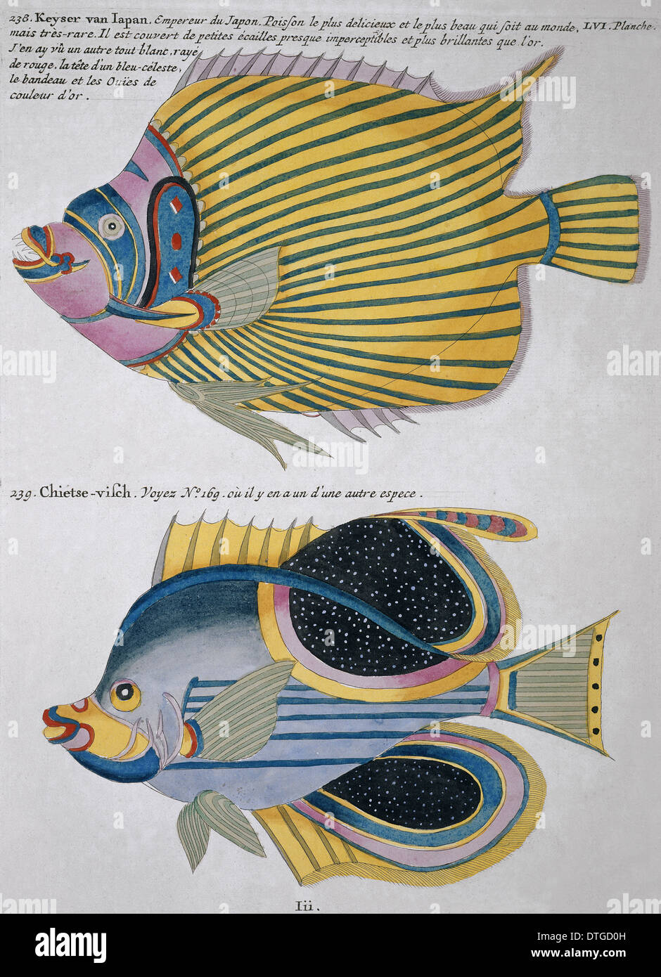 Illustrazione colorata di due pesci Foto Stock