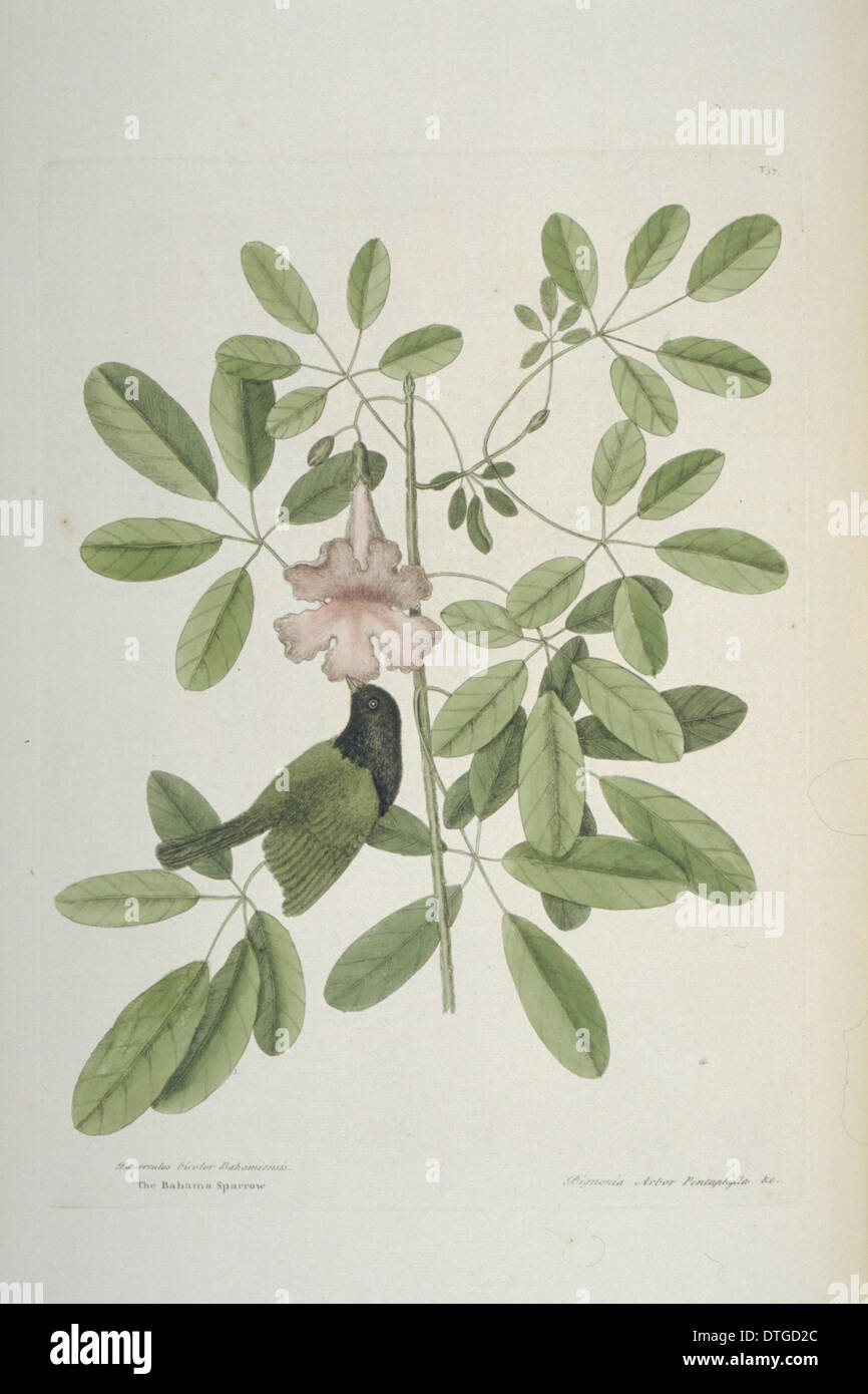 Tiaris bicolor, nero-di fronte grassquit Foto Stock