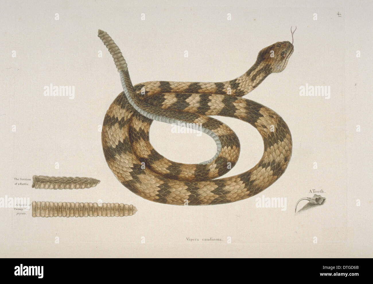 Crotalus sp., rattlesnake Foto Stock