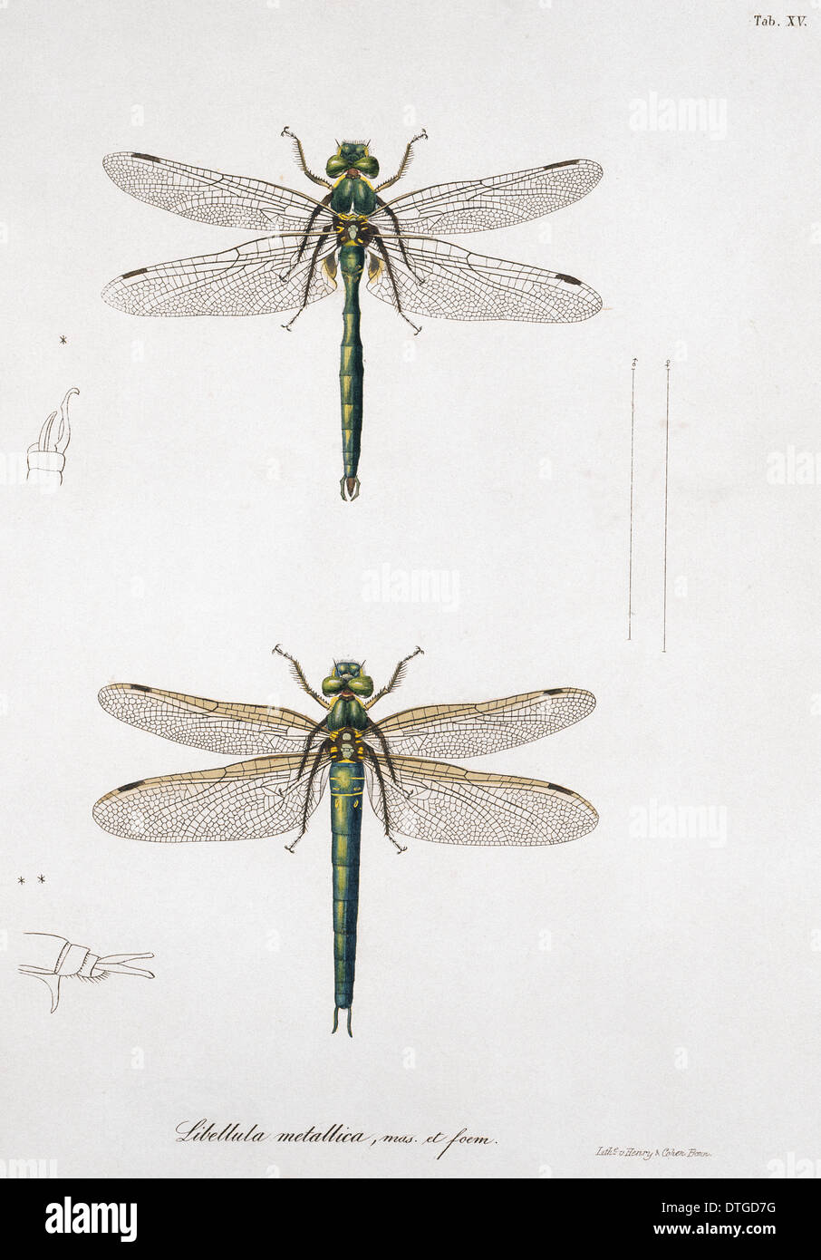 Piastra 15 da Libellulinae Europaeae da de Charpentier Foto Stock