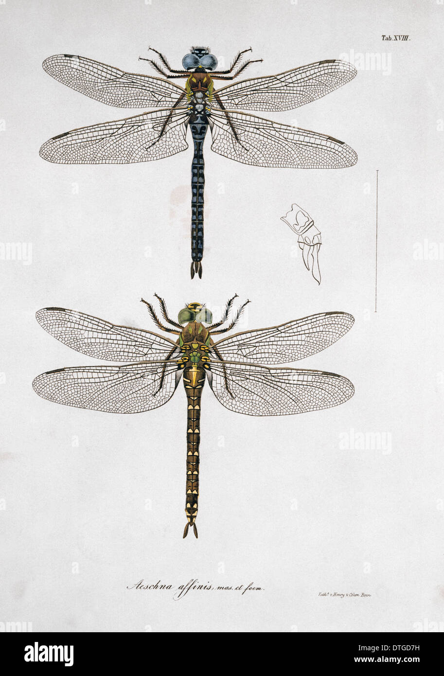 La piastra 18 da Libellulinae Europaeae da de Charpentier Foto Stock