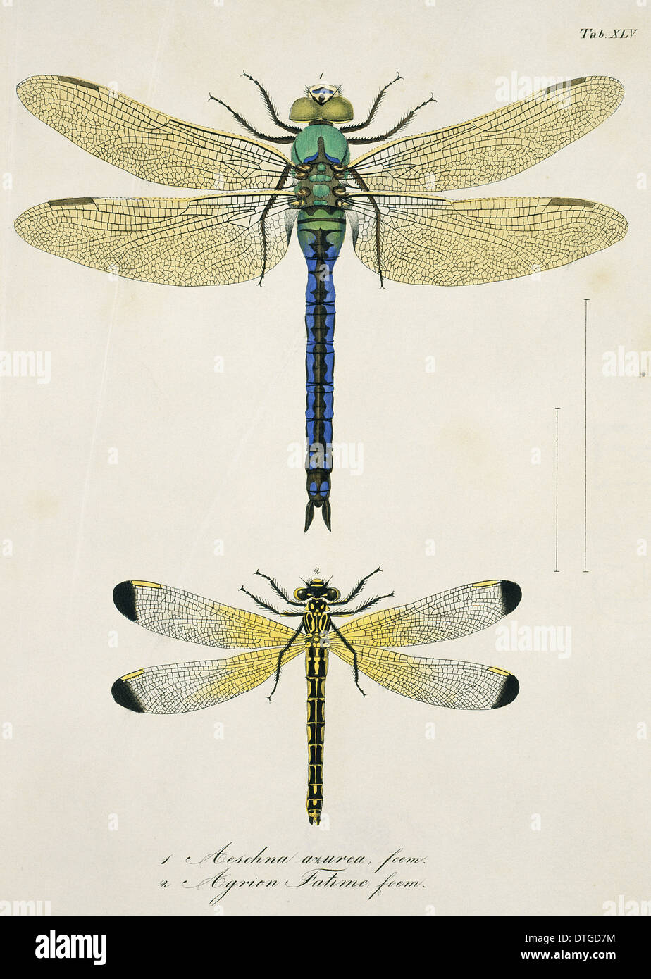 La piastra 45 da Libellulinae Europaeae da de Charpentier Foto Stock