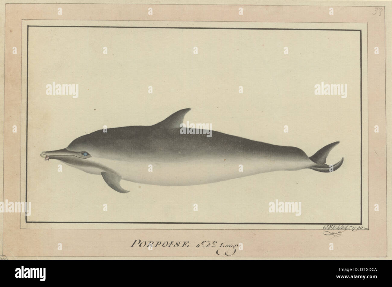Delphinus delphis, a breve becco delfino comune Foto Stock